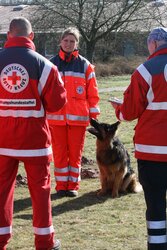 DRK-Rettungshund DRK-Rettungshund