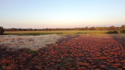 Bertlings Haar bei Sonnenuntergang - Heimatverein Saerbeck Bertlings Haar bei Sonnenuntergang