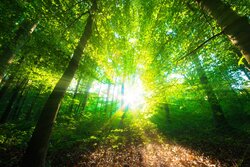 WAld WAld